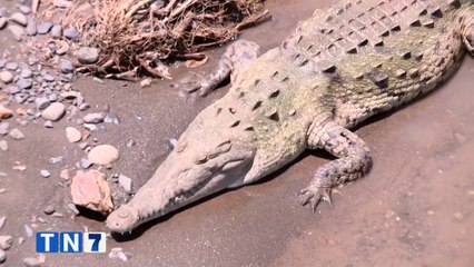 tn7-cocodrilo-puso-correr-bomberos-limon-281220