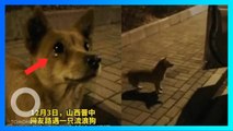 Anjing liar ini ‘menangis’ bahagia setelah diberi makan di jalan - TomoNews