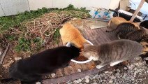 【相島】野良猫の集団ランチタイムに遭遇した！【コラボ企画第二弾】