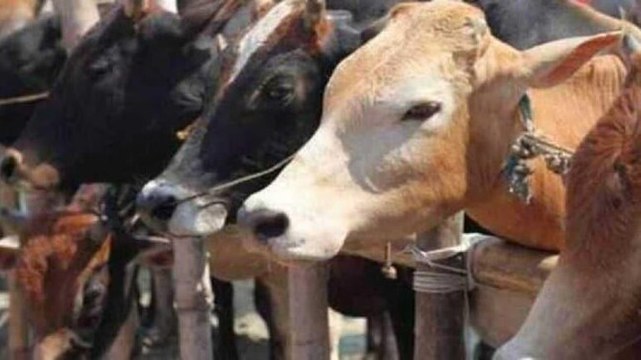 Karnataka cabinet clears anti-cow slaughter ordinance