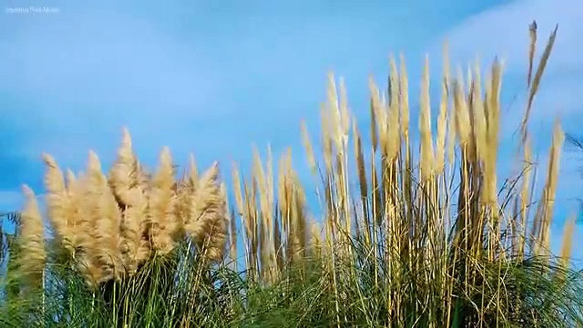 Relaxing Piano Music: Beautiful Sad Music, Soothing Music, Romantic Music, Stress Relief