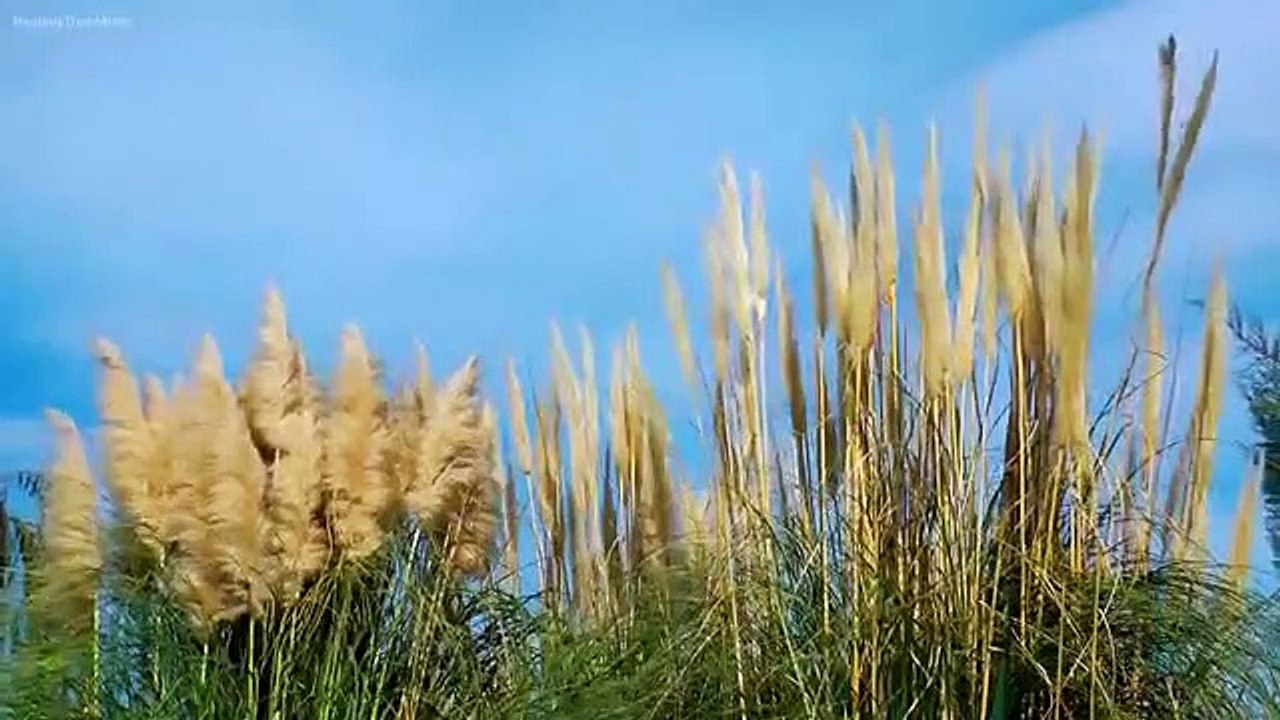 Relaxing Piano Music: Beautiful Sad Music, Soothing Music, Romantic Music, Stress Relief