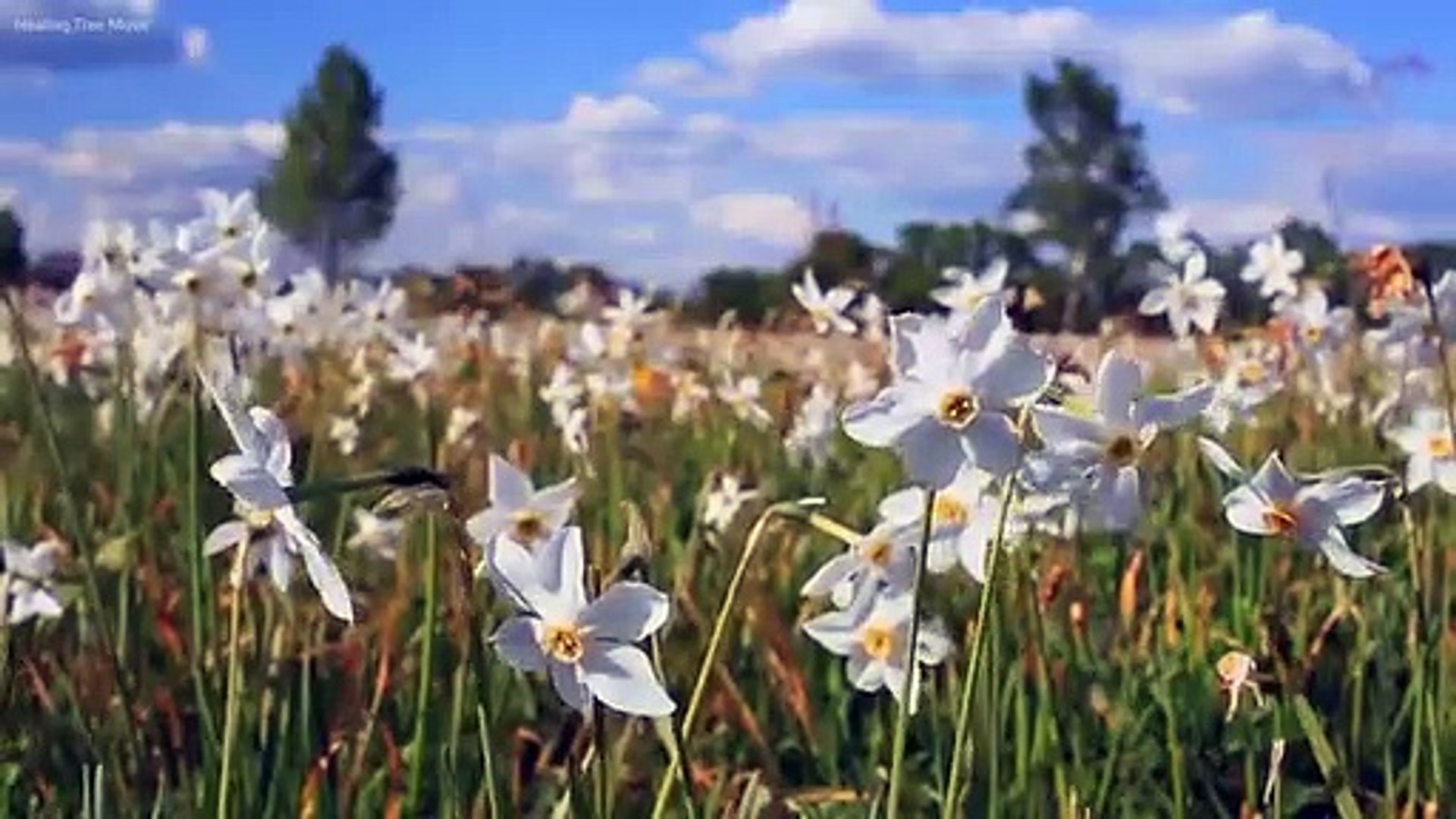 Relaxing Piano Music: Beautiful Sad Music, Soothing Music, Romantic Music, Stress Relief