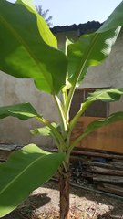 Banana growing at home garden