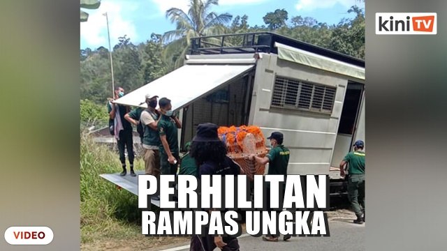Perhilitan serbu pusat pemulihan ungka, rampas tiga ungka