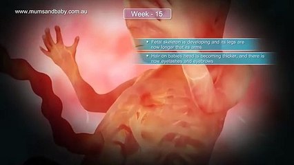 Pregnancy Week 15 - Four Months Pregnant
