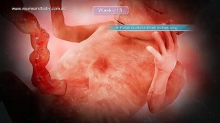 Pregnancy Week 13 - Three Months Pregnant