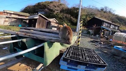 I took photos of stray cats living in Japan.1