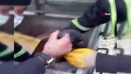 Canlı güvercinler poşete koyulmuş halde çöpte bulundu