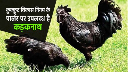 रोग-प्रतिरोधक क्षमता के कारण इसकी काफी मांग