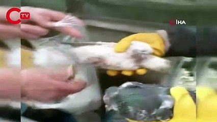 Canlı güvercinleri poşete koyup çöpe atmışlar