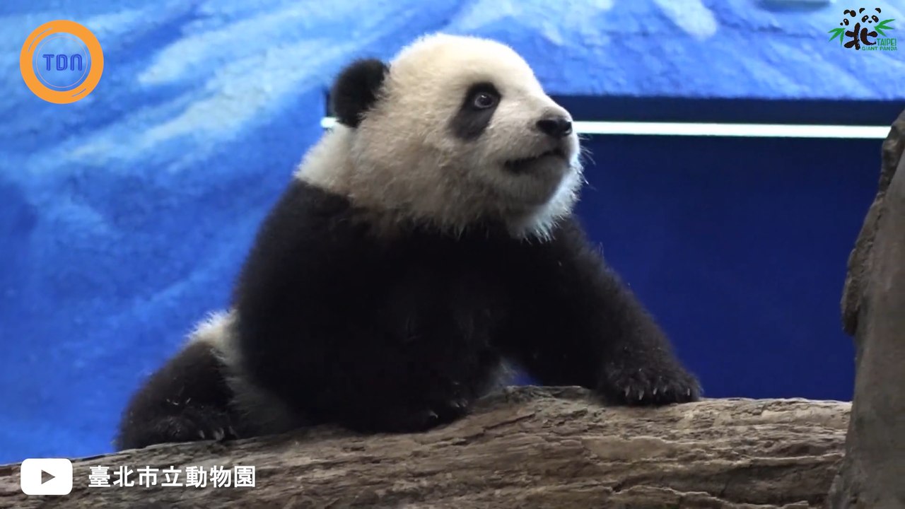 La petite panda Yuan Bao fait ses premiers pas à la télévision à Taïwan