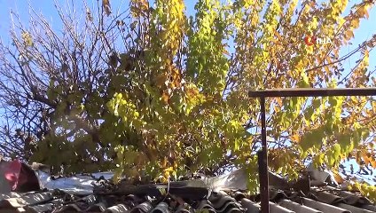 -İş yerinin ortasındaki dut ağacı görenleri şaşırtıyor