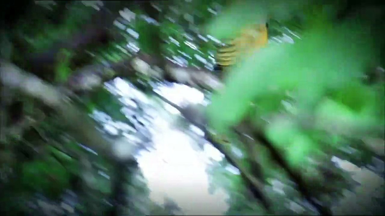 Otobi Jungle