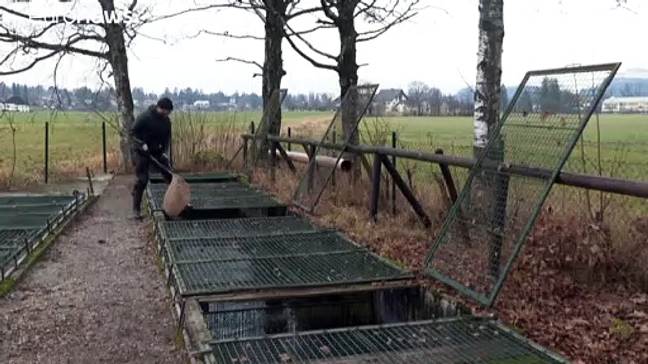 Luxus für den Gaumen: Weißer Kaviar aus Österreich