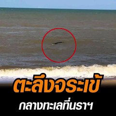 ตะลึง! พบจระเข้ 2เมตร โผล่ขึ้นมาลอยตัวเหนือน้ำใกล้ ชายฝั่งอ่าวมะนาวทะเล จ.นราธิวาส