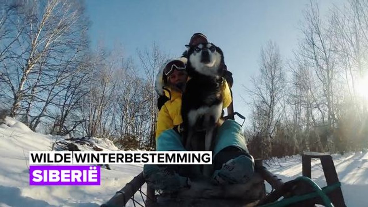 Wilde winterbestemming: Siberië