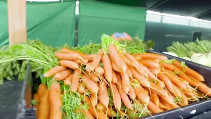 Blippi Visits the Farm Song - Without Music