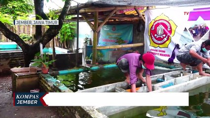 Pandemi Covid-19, Pembudidaya Ikan Lele Beralih ke Ikan Koi