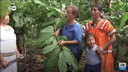 Budi Daya Tanaman Kakao ala Suku Ngobe di Panama Selamatkan Hutan