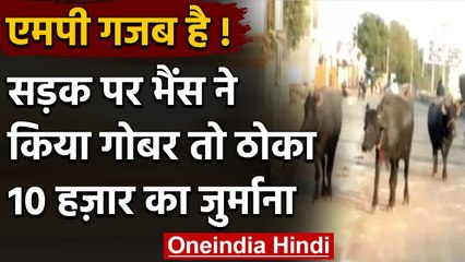 Buffalo ने नई नवेली Road पर किया Dung, गुस्साए अधिकारी ने ठोका 10 हजार का जुर्माना | वनइंडिया हिंदी
