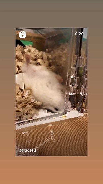 hamster
