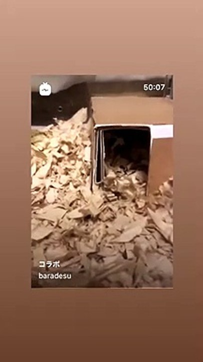 hamster