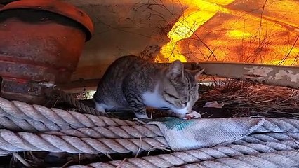 I took photos of stray cats living in Japan.4