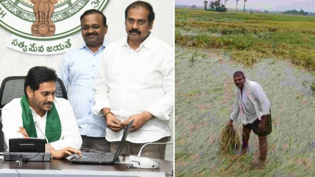 YSR Rythu Bharosa : వైఎస్సార్‌ రైతు భరోసా, Nivar తుపాను ఇన్‌పుట్ సబ్సిడీ విడుదల చేసిన AP CM Jagan