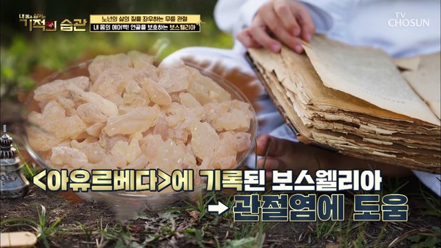 연골 염증 유발 억제 해주는 『보스웰리아』 #광고포함