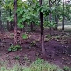 गेहूं के खेत में पहुंचा बाघ, दहशत में लोग