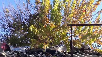 İş Yerinin Ortasındaki Dut Ağacı Görenleri Şaşırtıyor