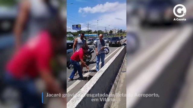 Jacaré grávida é resgatada na Reta do Aeroporto, em Vitória