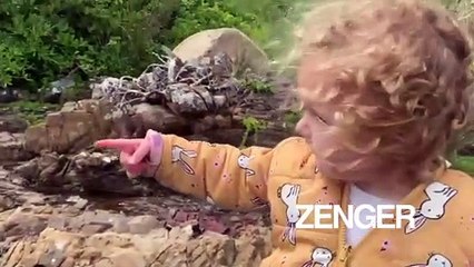 3 Killer Whales Hunt Stingrays Near The New Zealand Coastline (RealPress)