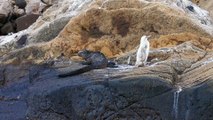 A First: White Penguin Spotted In Galapagos Islands (RealPress)