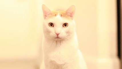 Ini Alasan Kucing Suka Nunjukin Pantatnya