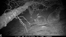 Beavers at a Yorkshire Forest