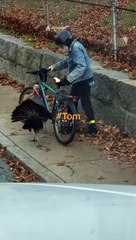 Territorial Turkey Causes Cyclist Trouble