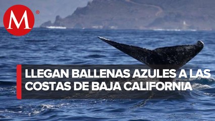 Avistan a las primeras ballenas de la temporada en Baja California Sur