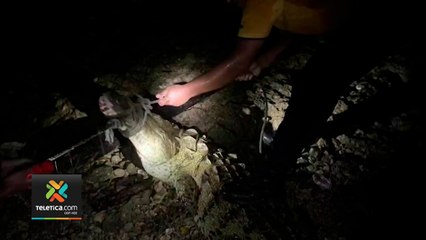 tn7-bomberos-logra-capturar-cocodrilo-en-limon-291220