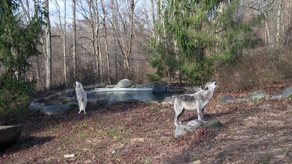 خطر وجودي يتهدد ذئابا أميركية بسبب قرار لإدارة ترامب