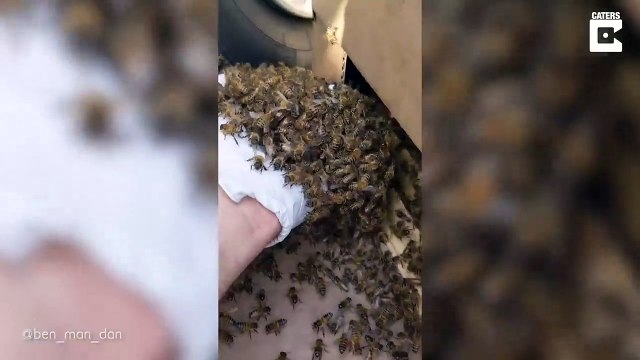 Un essaim d'abeille a colonisé son pneu de voiture