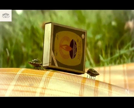 Red ants vs black ants fight