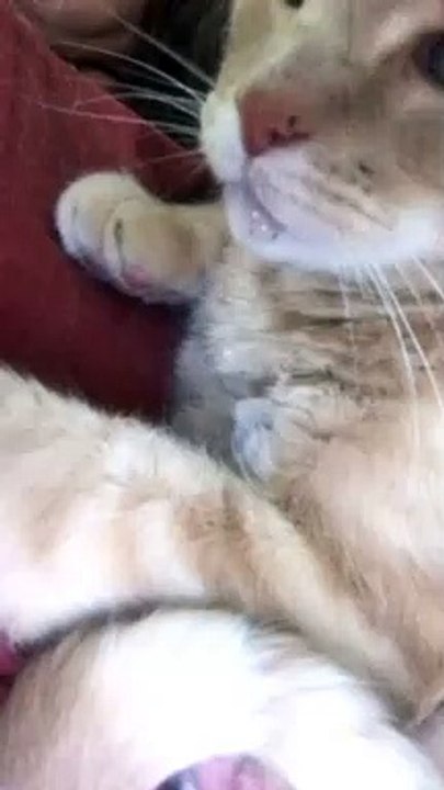 Grumpy Drooling Cat Swipes at Owner