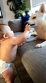 Baby Bites Dogs Tongue