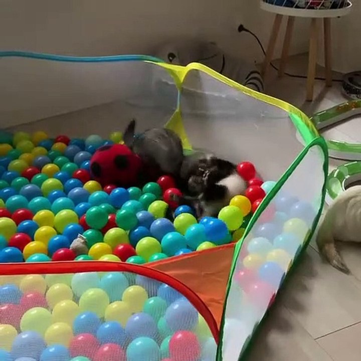 Ferrets Playing Together in a Ball Pit video Dailymotion