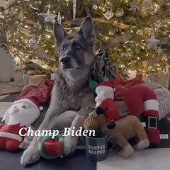 270 ألف مستخدم على Twitter يعشقون فيديو عيد الميلاد لكلاب جو بايدن