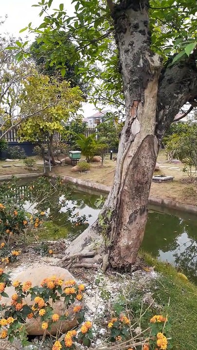 The most beautiful home garden 2021 - Vườn nhà đẹp nhất 2021