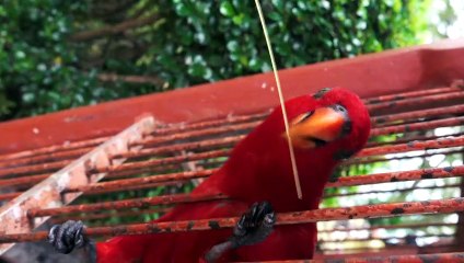 funny parrot playing