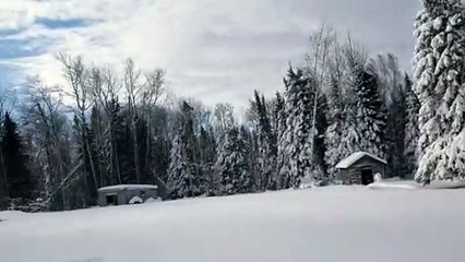 Chocolate Lab Plays in Fluffy Snow
